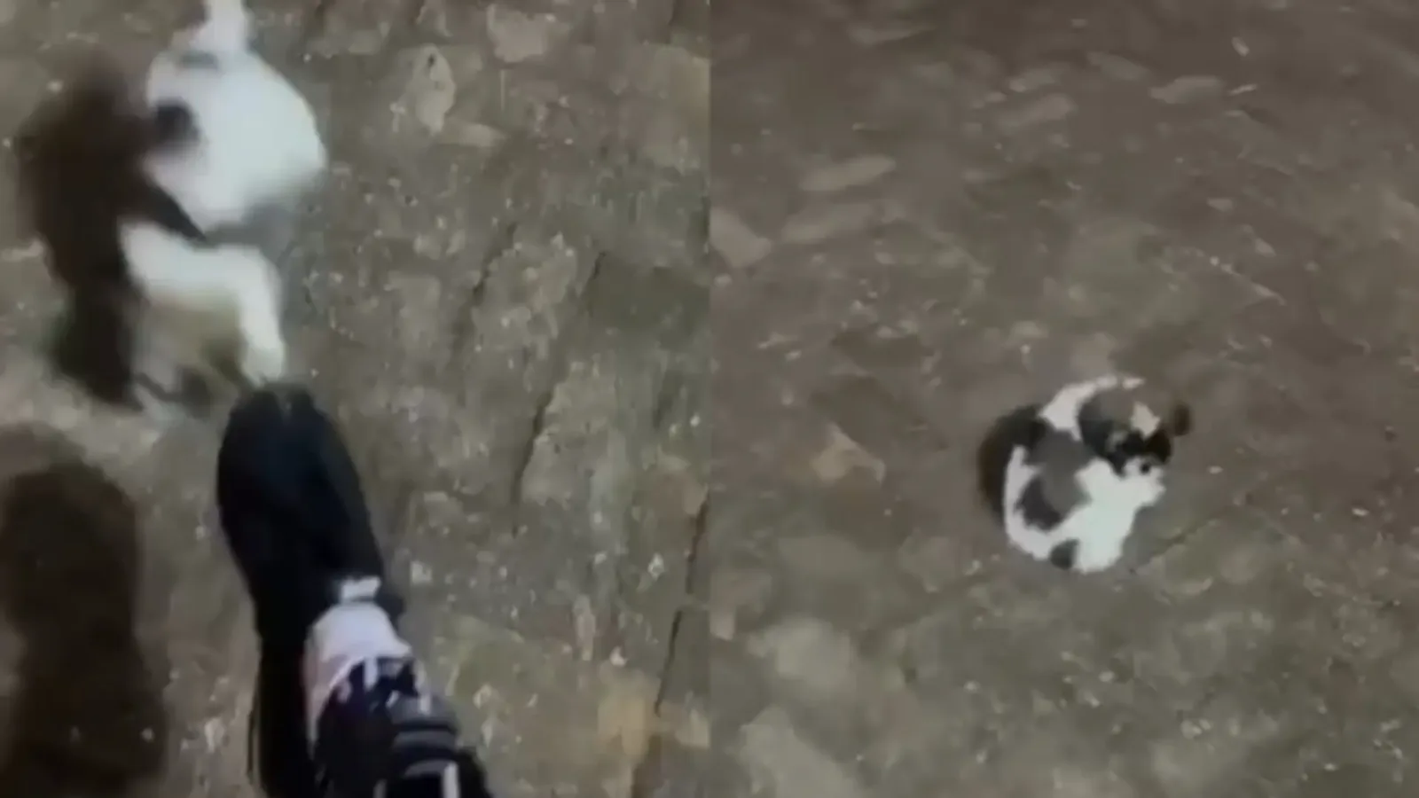 Filhote resgatada após vídeo de agressões leva influenciadora à prisão em Aquidauana