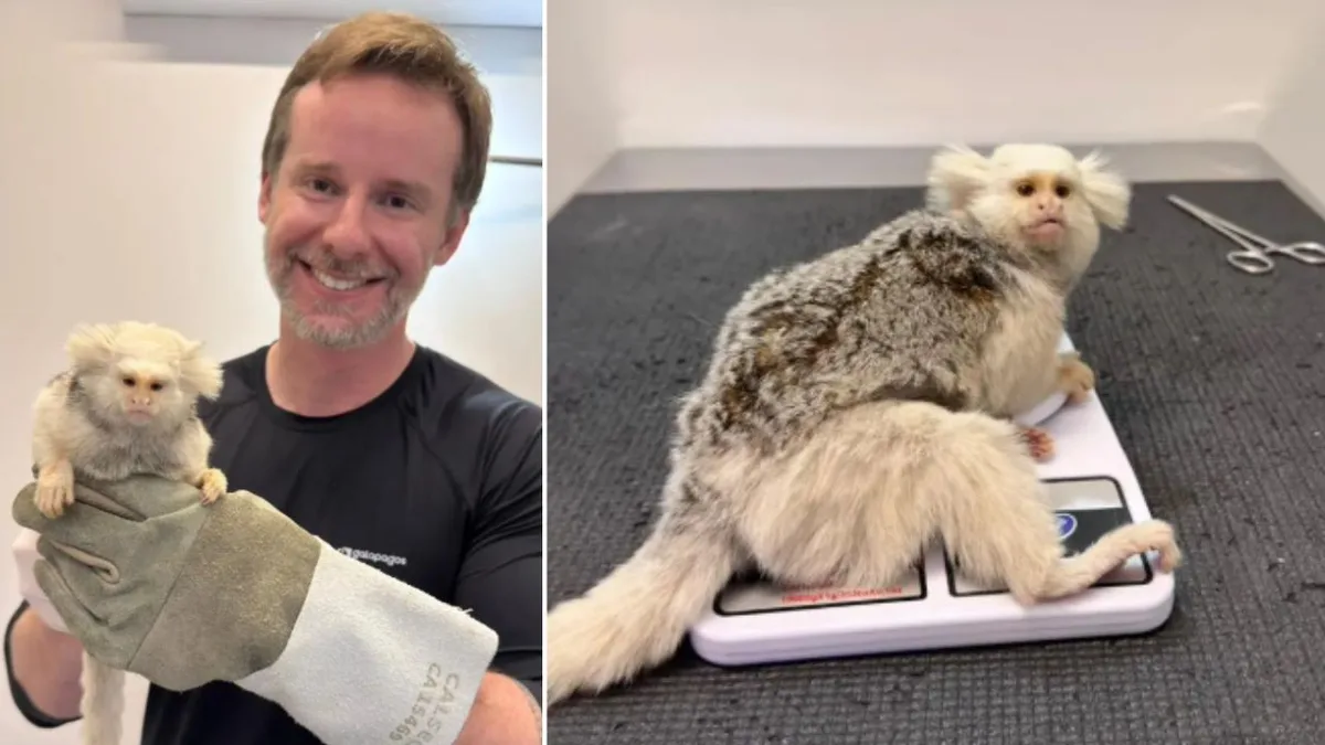 Sagui leucístico é resgatado após atropelamento em Jaraguá do Sul
