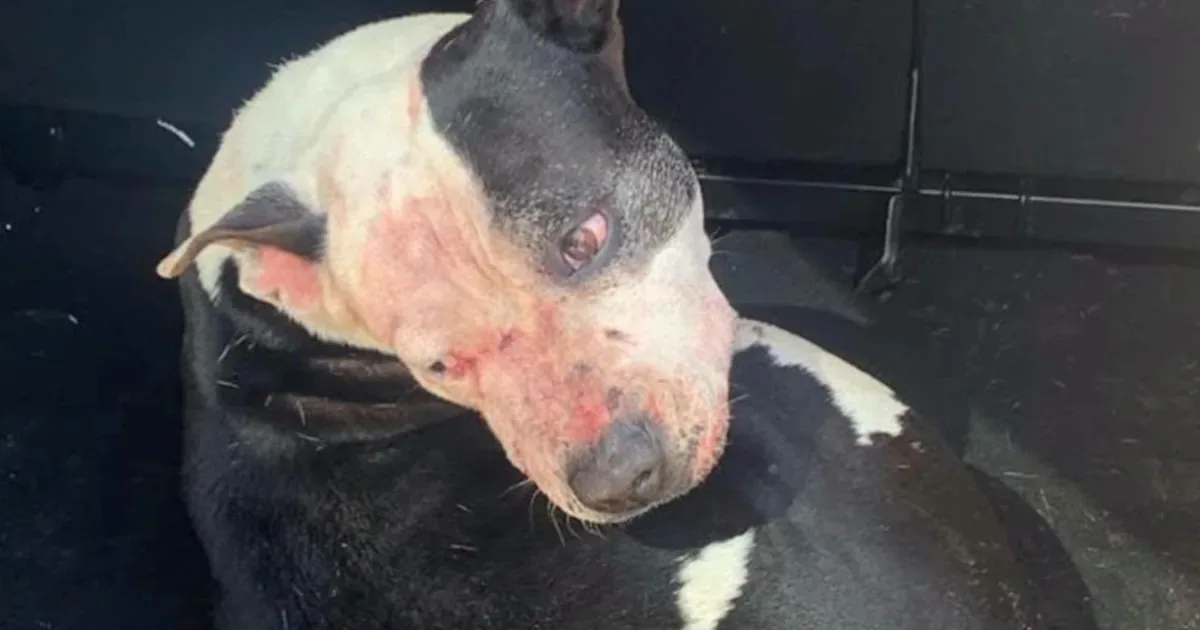 Três cães matam homem após escaparem de imóvel em praia de Arroio do Sal