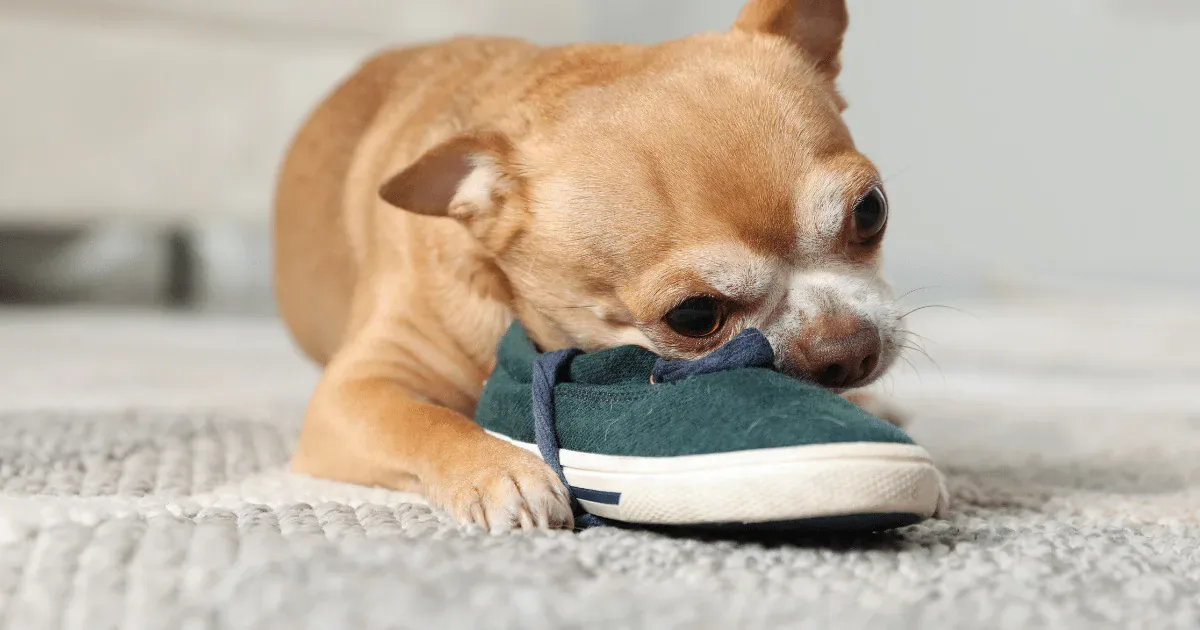 Cão que rói móveis pode estar entediado ou com dificuldade de ficar sozinho