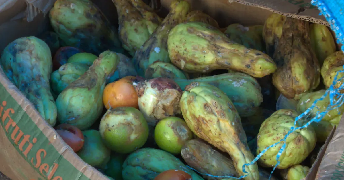 Desperdício de alimentos atinge produção, comércio e famílias no Brasil