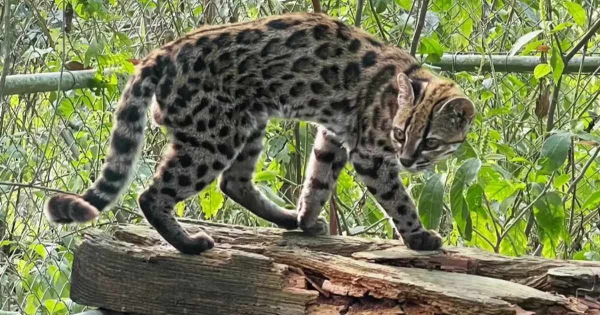 Análise de genomas revela novo felino entre gatos-do-mato da Bolívia