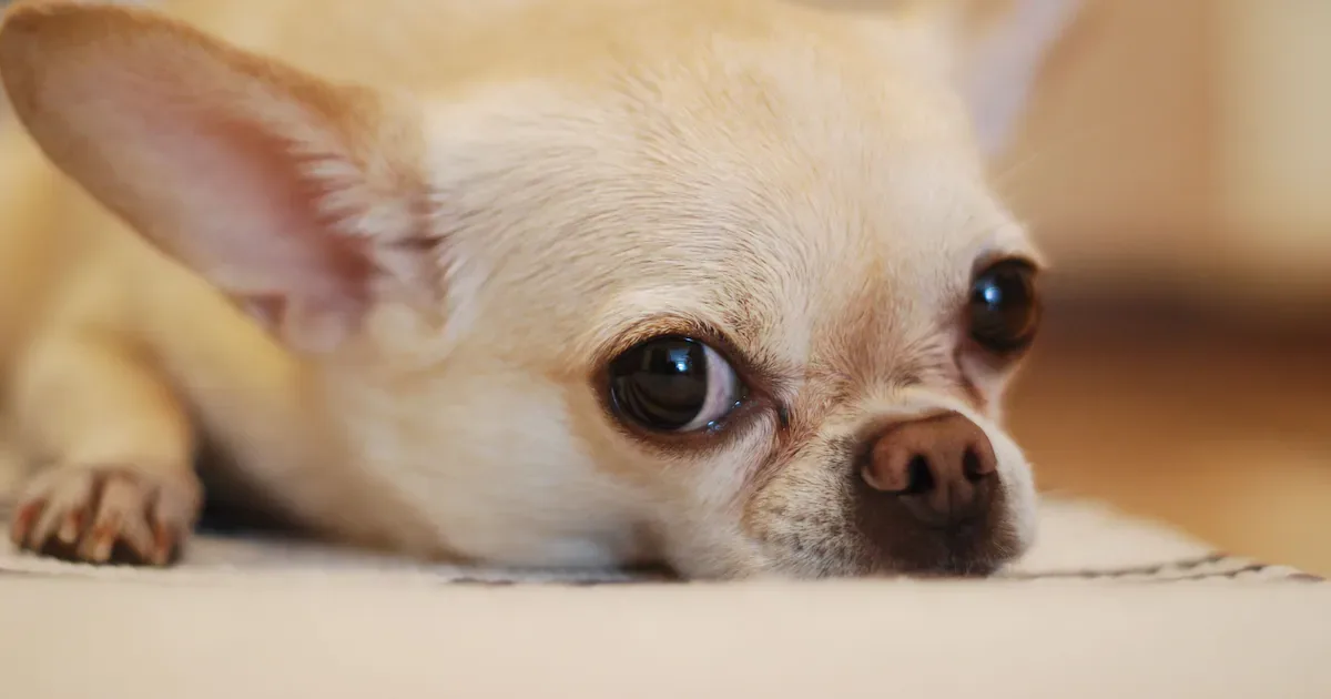 Chihuahua tem genes de coiote, indica análise genética