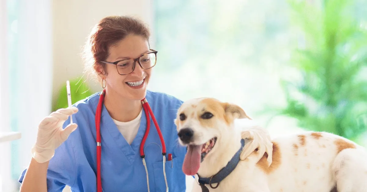 Vacinação e sinais de alerta ajudam a prevenir a raiva em pets