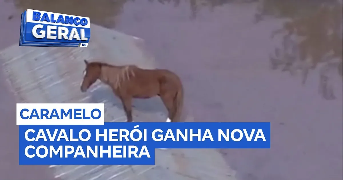 Caramelo ganha companheira em hospital veterinário de Canoas