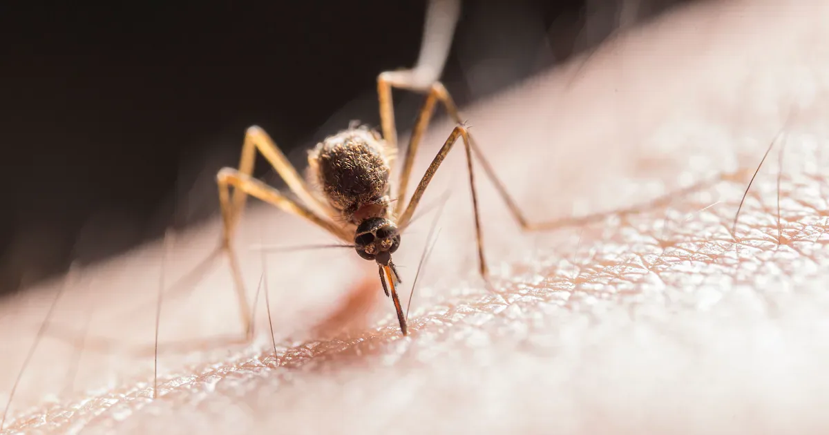 Por que algumas pessoas ficam mais inchadas após picadas de mosquito