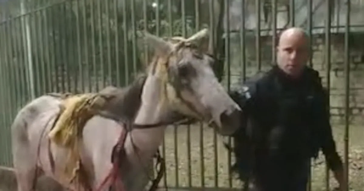 Cavalo ferido é resgatado após puxar carroça com entulho no Rio
