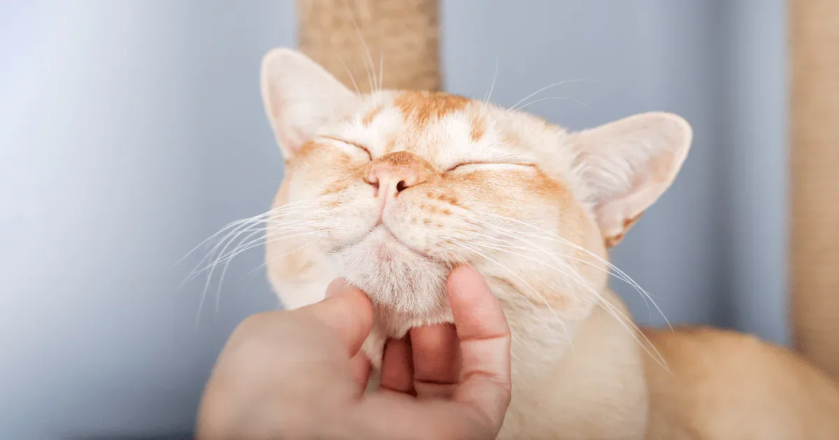 Acne felina pode causar feridas e infecções; veja os cuidados