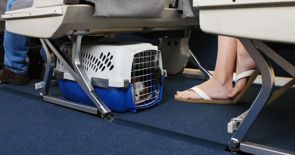 Azul transporta 47,2 mil pets na cabine entre janeiro e agosto
