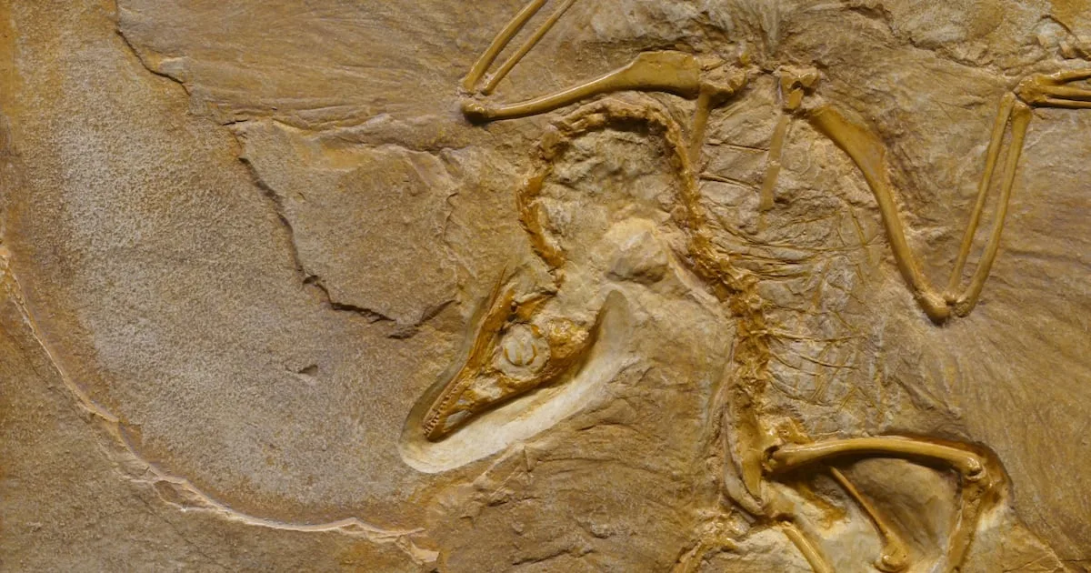 Archaeopteryx podia decolar com saltos antes de bater as asas