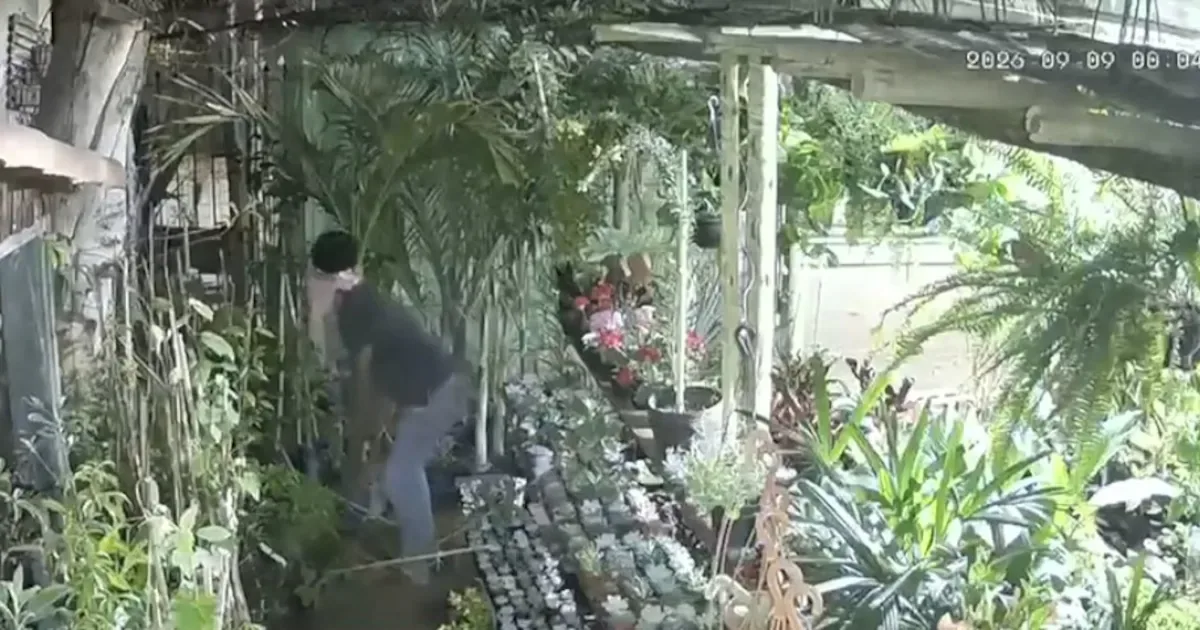 Floricultura de Igarapé registra oito invasões e aponta mesmo suspeito