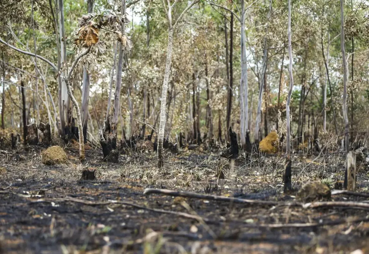 KC-390 Millennium reforça combate a incêndios florestais no Amazonas