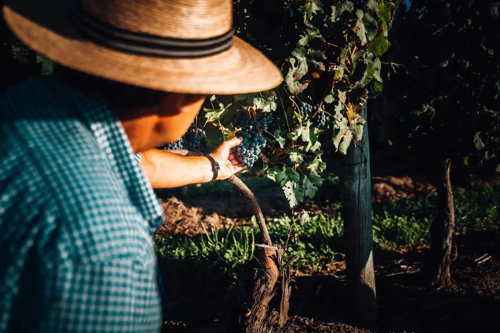 Tannat e Albariño ganham destaque do Uruguai na ProWine São Paulo