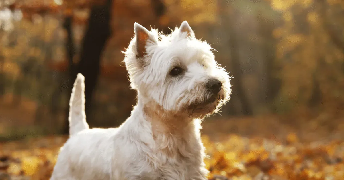Cinco raças de cachorro originárias da Escócia