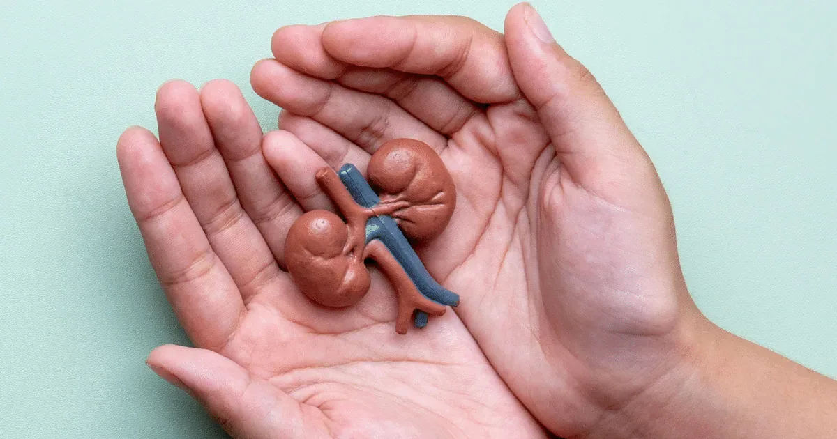 Transplante renal: o que é mito e verdade sobre a doença dos rins