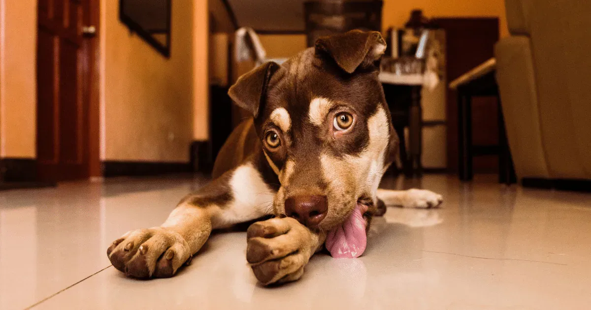 Lambedura excessiva das patas pode indicar problemas de saúde em cães